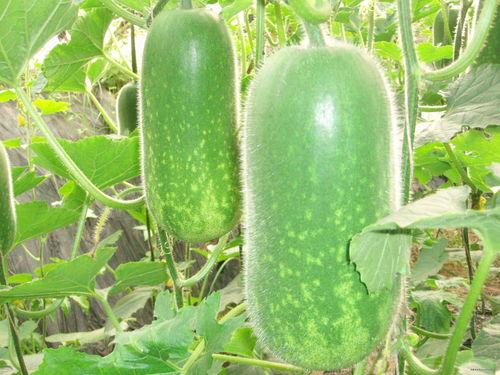 今日大瓜每日吃瓜图片,跟随吃瓜群众，揭秘娱乐圈最新动态